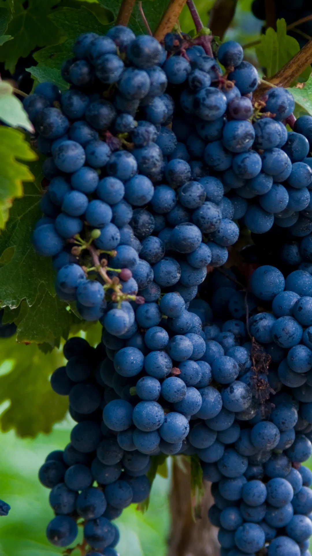 cabernet sauvignon uvas