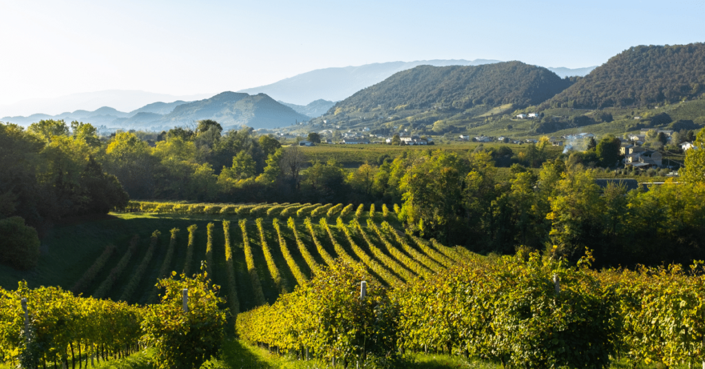 Viñedo de Prosecco en Valdobbiadene