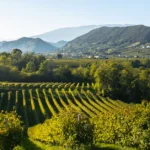 Viñedo de Prosecco en Valdobbiadene